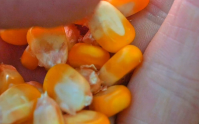 Mercado de milho busca estabilidade durante avanço da colheita de verão