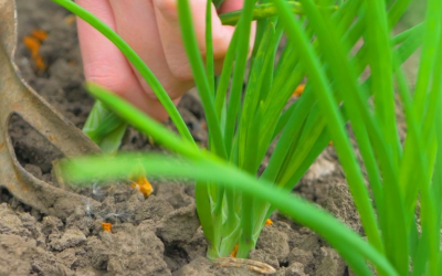 Crise na agricultura leva produtores a descartar toneladas de cebola no Alto Vale do Itajaí