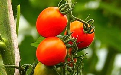 Tecnologia e tradição familiar elevam a qualidade da produção de tomates em Santa Catarina