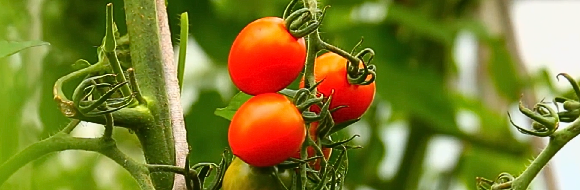 FOTOS PÁGINA INICIAL SITE