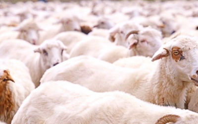 Ovinocultura brasileira registra crescimento com alta na demanda por carne, lã e derivados