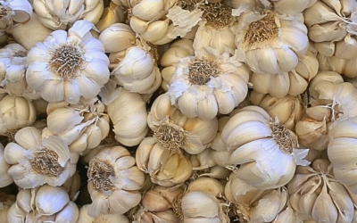 Nova variedade de alho promete impulsionar safra e gerar crescimento em Santa Catarina