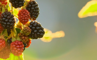 Cultivo de frutas vermelhas impulsiona economia e turismo na Serra Catarinense