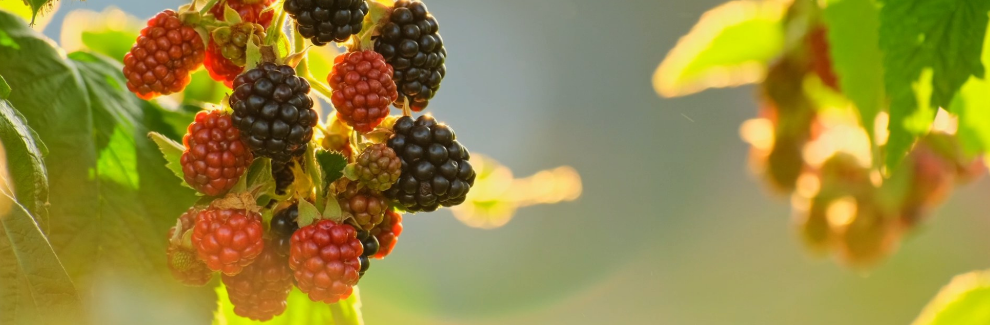 FOTOS PÁGINA INICIAL SITE