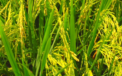 Santa Catarina inicia safra 2025/2026 com estimativa de colher 1,2 milhão de toneladas de arroz