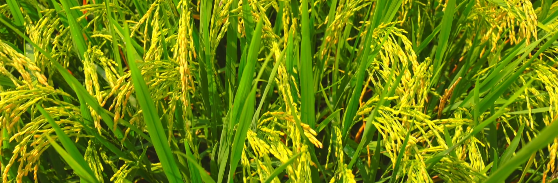 FOTOS PÁGINA INICIAL SITE