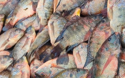 Câmara dos Deputados analisa projeto que proíbe importação de tilápia no Brasil
