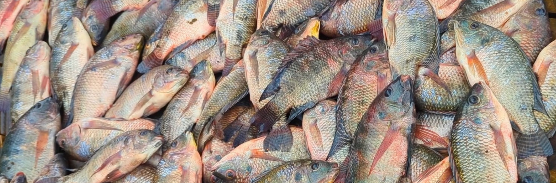 FOTOS PÁGINA INICIAL SITE