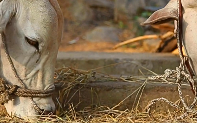 Guerra no Oriente Médio causa queda na arroba do boi e incertezas nas exportações
