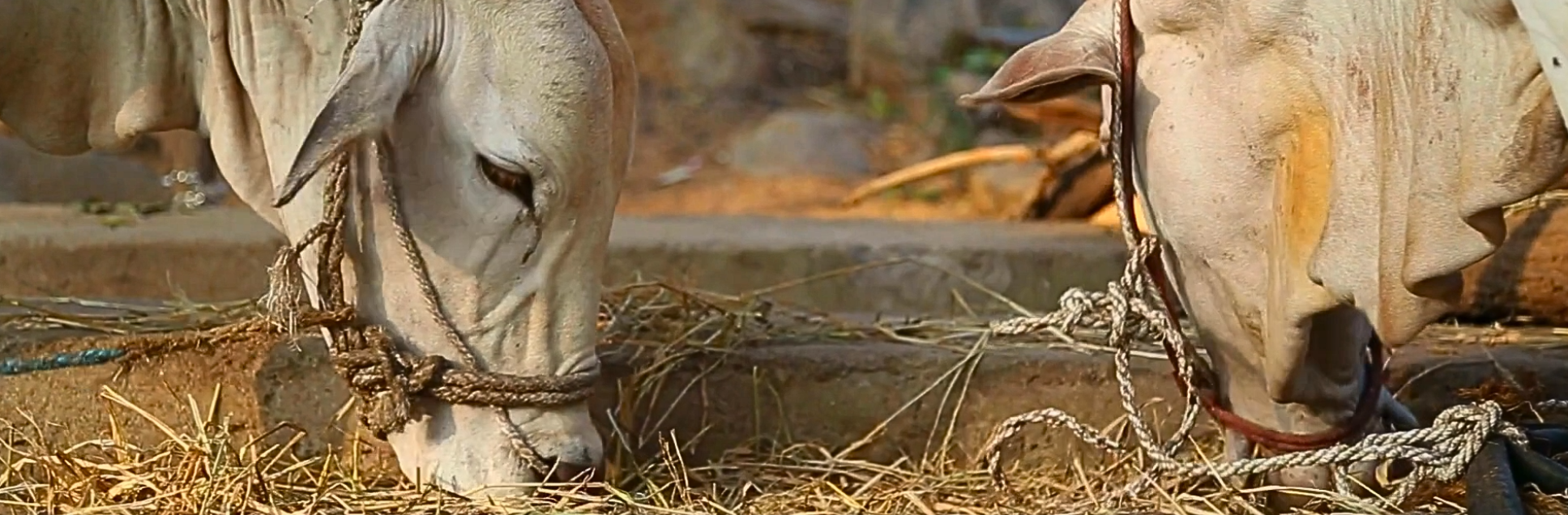 FOTOS PÁGINA INICIAL SITE