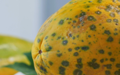 Óleos essenciais superam fungicidas químicos no combate a doenças do mamão e da laranja