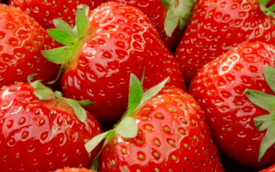 Nova regra de classificação do morango gera reclamações de produtores em Santa Catarina