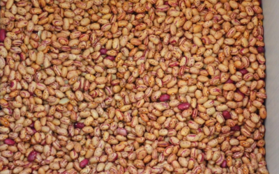 Preço do feijão registra queda, mas média de março continua superior a fevereiro