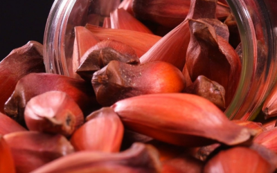 Colheita e venda de pinhão estão proibidas em Santa Catarina até o início de abril