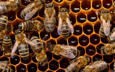 Oeste catarinense recebe projeto de capacitação para impulsionar e diversificar a apicultura