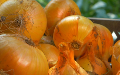 Safra recorde de cebola em Santa Catarina gera prejuízos e motiva busca por soluções