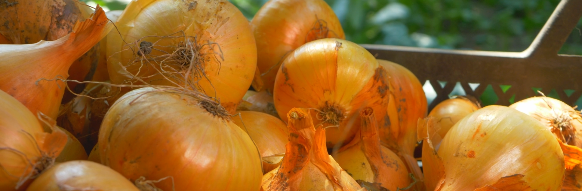 FOTOS PÁGINA INICIAL SITE