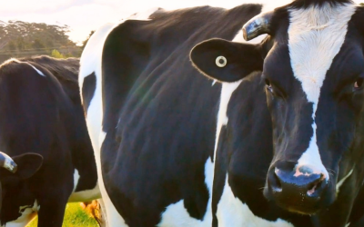 Preço do boi gordo segue firme impulsionado por exportações e oferta restrita