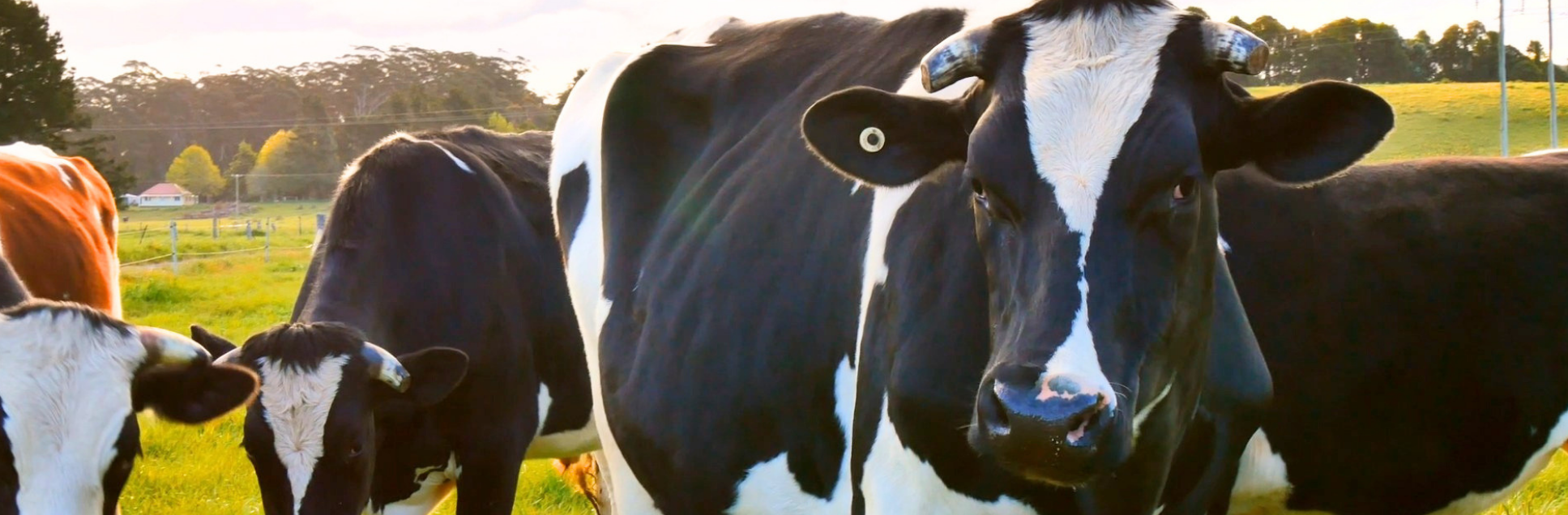 FOTOS PÁGINA INICIAL SITE