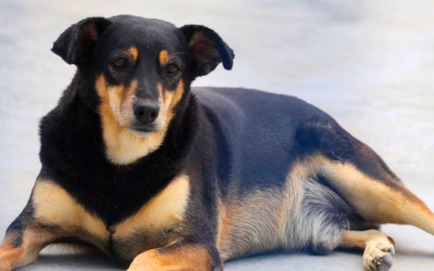 Abril Laranja: no mês de combate à crueldade contra os animais, Governo de SC destaca ações para enfrentamento do problema