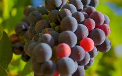 Produção de uva bate recordes no Sul do Brasil com clima favorável