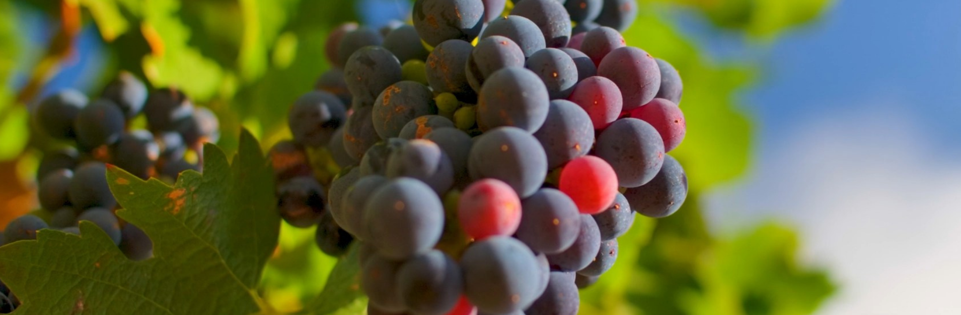 FOTOS PÁGINA INICIAL SITE