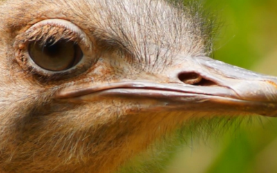 Mercado de avestruz garante alto lucro a produtores com aproveitamento total da ave