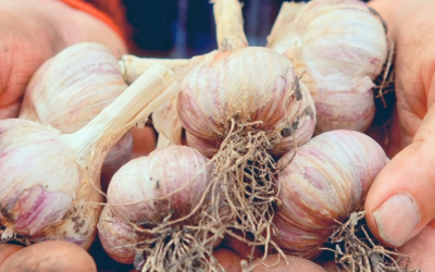 Produção de alho no Brasil deve encolher até vinte por cento devido à concorrência com importações