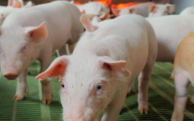 Santa Catarina se consolida como potência global na suinocultura com produção recorde no Grande Oeste