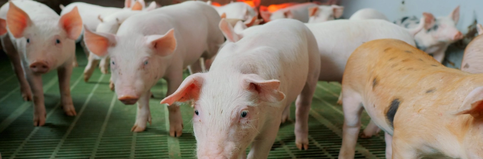 FOTOS PÁGINA INICIAL SITE