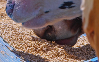 Brasil se consolida como terceiro maior produtor mundial de ração animal