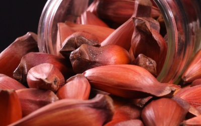 Colheita de pinhão começa na Serra Catarinense com expectativa de alta nos preços