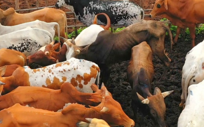 Cotação do boi gordo perde força após altas recordes em abril
