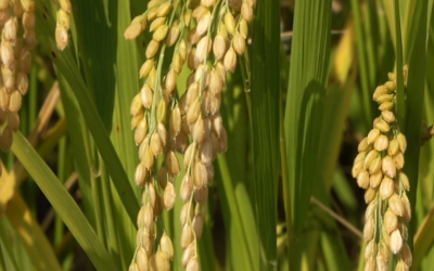 Alta produção na colheita reduz o preço do arroz no Brasil e no Mercosul