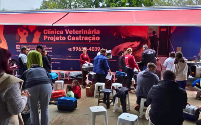 Ação de castração gratuita atende cerca de 500 animais em Palmitos