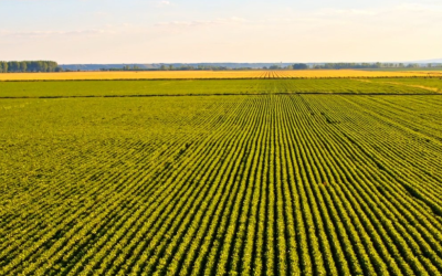 Santa Catarina lidera produção nacional em doze cadeias do agronegócio