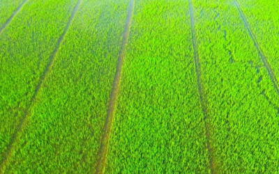 Colheita de arroz chega ao fim no Rio Grande do Sul e mercado foca nas vendas
