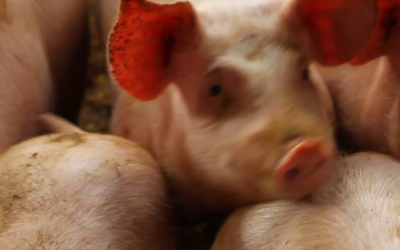 Exportações de carne de porco aumentam, mas lucro dos criadores cai no Brasil