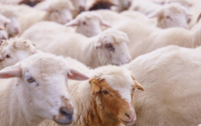 Projeto de fortalecimento da ovinocaprinocultura impulsiona o desenvolvimento rural em Santa Catarina