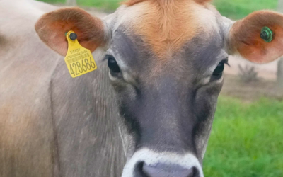 Santa Catarina garante segurança para os produtores e excelência para a pecuária com o Fundo de Sanidade Animal