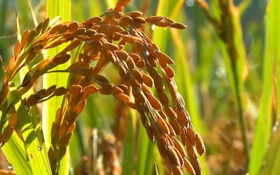 Preços do arroz caem e exportações voltam a subir após queda em abril