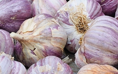 Alho roxo do Planalto Catarinense ganha selo nacional de qualidade
