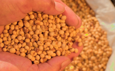Mercado de soja no Brasil encerra maio com preços estáveis e previsão de alta na safra