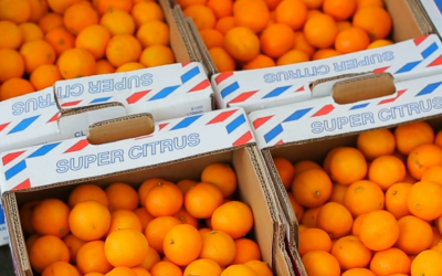 Grande Oeste catarinense concentra 80% da produção de laranja do estado