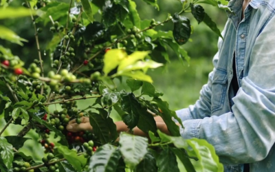 Preços do café caem no mercado internacional, mas chuvas e atraso na colheita geram alerta no Brasil