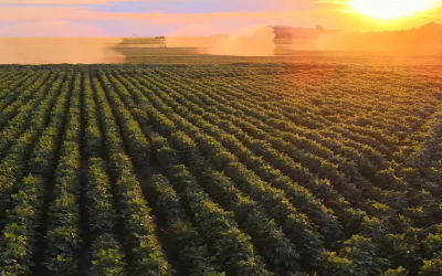 Preço da soja supera 140 reais com alta demanda global e vendas recordes