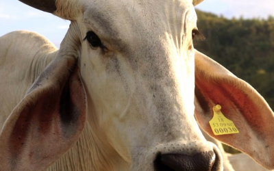Morte de vaca por raiva bovina em Santa Catarina coloca região em alerta