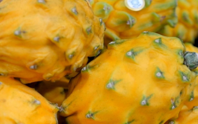 Colheita de pitaya rara de inverno começa em Santa Catarina com previsão de 50 toneladas