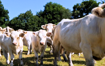Baixa oferta de animais sustenta o preço do boi gordo no país