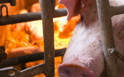 Preço da carne de porco cai para o menor valor histórico em São Paulo